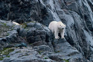 Curious female polar bear