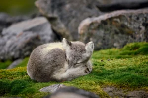 Polar Fox, Magdalenenfjorden