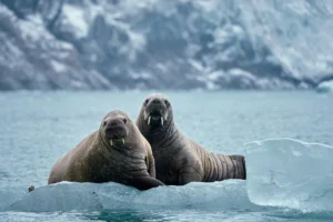 Young Walrus, Hamiltonbukta